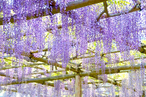 桜が終わると藤【世にも恐ろしきものの世界468】